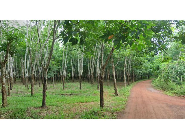 ขายที่ดิน 500 ไร่ ยางคำ ต.อุ่มเหม้า อ.ธาตุพนม จ.นครพนม