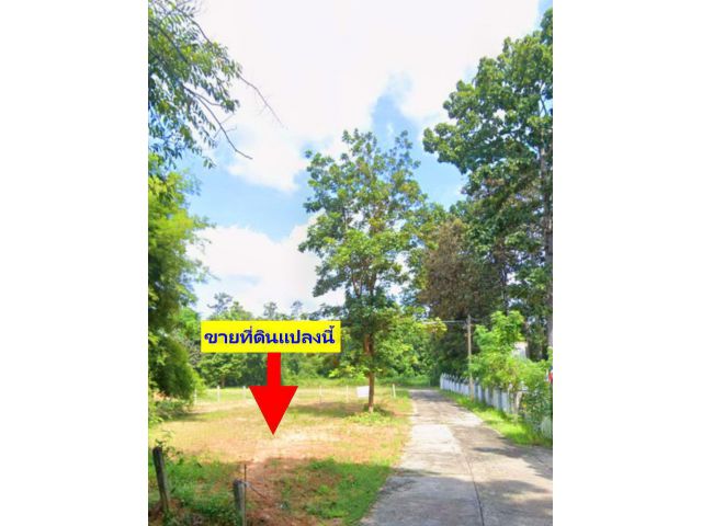 ขายที่ดิน เขตเทศบาล อ.ศรีเมืองใหม่ จ.อุบลราชธานี เหมาะสำหรับสร้างบ้าน