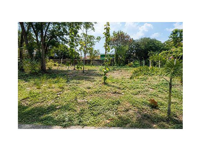 ขายที่ดิน 89 ตร.วา Forest Park คลองสามวา หน้ากว้าง 17.5 ม. เหมาะสร้างบ้าน บรรยากาศร่มรื่น