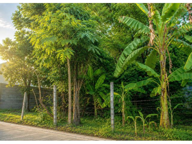 ขายที่ดินเปล่า 93 ตร.วา คูคต–ลำลูกกา ใกล้ รพ.บีแคร์ เหมาะสร้างบ้านเดี่ยว