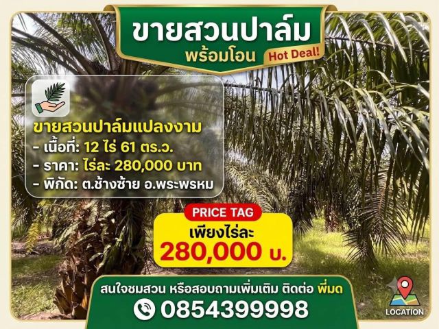 ขายสวนปาล์ม 280,000 บาทต่อไร่