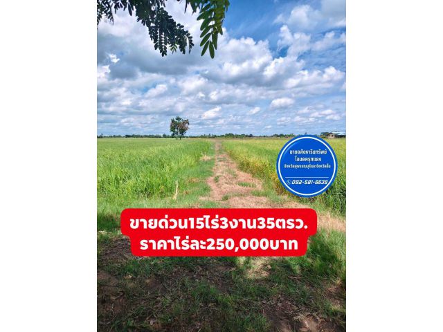 ขายที่นา15ไร่3งาน35ตรว.ราคาไร่ละ250,000