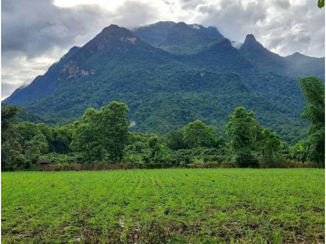 ขายที่สวนวิวดอยหลวง เชียงดาว น้ำไฟพร้อมโอน