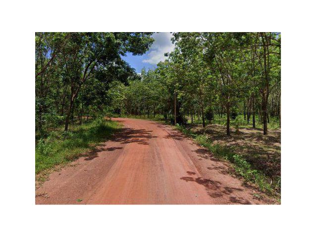 ขายที่ดิน 81 ไร่ ต.วิศิษฐ์ อ.เมืองบึงกาฬ จ.บึงกาฬ