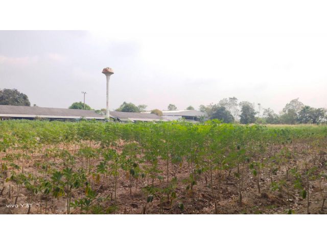ขายที่ดิน 14 ไร่ ต.มาบข่า อ.นิคมพัฒนา จ.ระยอง