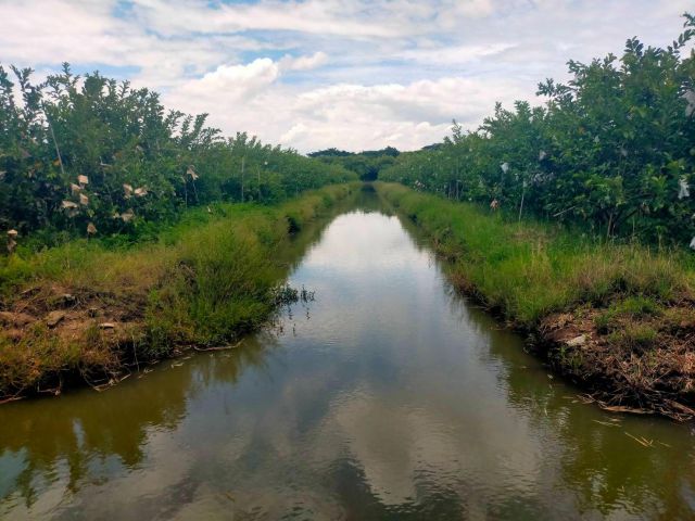 ขายที่ดินสวนฝรั่ง 350ไร่ไร่ละ1.5ล้าน ติดทางหลวง 346ปทุม-บางเลน อ.กำแพงแสน จ.นครปฐม.เหมาะทำบ้านจัดสรร/ห้างสรรพสินค้า/ตลาดกลาง