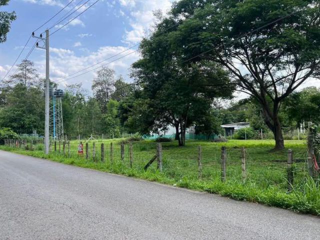 ขายที่ดินบ้านหลิ่งมื่นป่าไผ่สันทรายติดถนนโฉนด