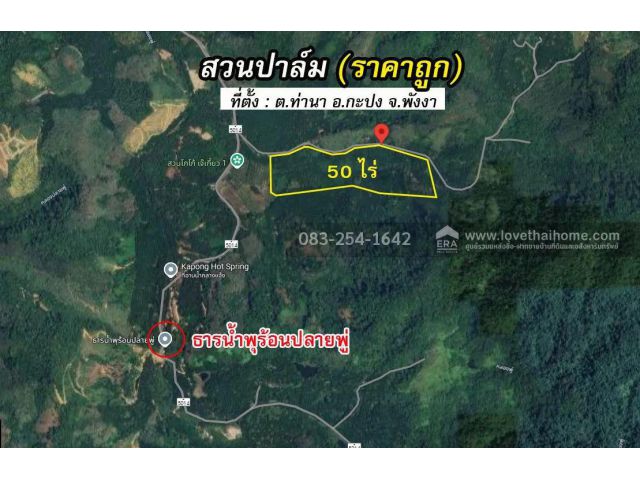 ขายสวนปาล์ม50ไร่ อำเภอกะปง จังหวัดพังงา