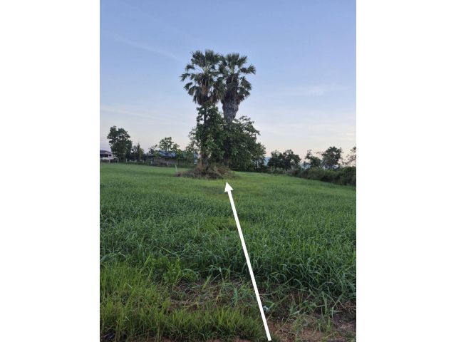 ขายที่ดิน 1 ไร่  ตำบลชะอำ อำเภอชะอำ จังหวัดเพชรบุรี (งดนายหน้าเพิ่มครับ)