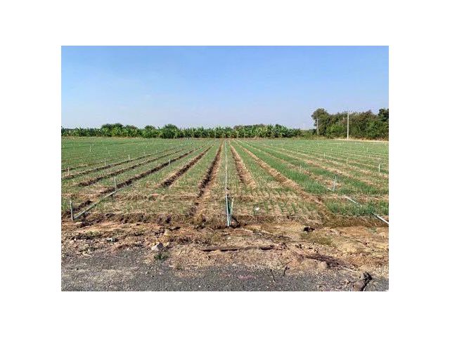 ที่ดินผืนใหญ่ทำเลดี10ไร่ โฉนดครุฑแดงพร้อมโอน ใกล้เทศบาลวังศาลา ท่าม่วง เข้าออกได้หลายทาง ติดถนนสาธารณะ ใกล้ทางด่วนM81