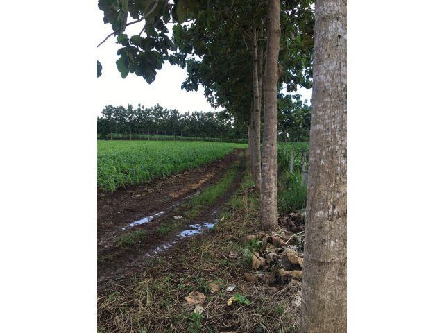 ขายที่ดิน 10 ไร่ เขาใหญ่ ต.คลองม่วง อ.ปากช่อง จ.นครราชสีมา