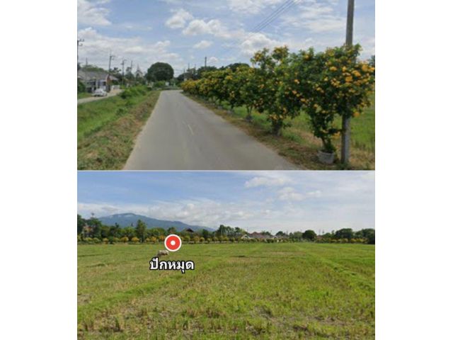 ขายถูกมากที่ดินสันผักหวานทำเลดี เพียง13,000 บาท/ตรว.