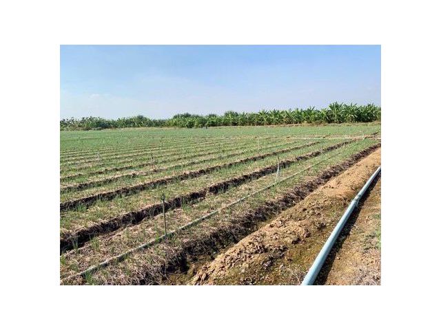 ที่ดินผืนใหญ่ทำเลดี10ไร่ โฉนดครุฑแดงพร้อมโอน ใกล้เทศบาลวังศาลา ท่าม่วง เข้าออกได้หลายทาง ติดถนนสาธารณะ ใกล้ทางด่วนM81