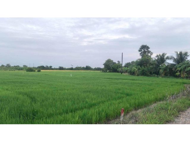 ขายด่วนที่ดิน 680 ตรว ติดถนนสาธารณะ 2 ด้าน แปลงมุม บ้านงิ้ว สามโคก ปทุมธานี