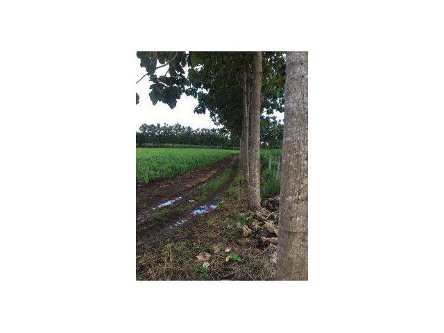 ขายที่ดิน 10 ไร่ เขาใหญ่ ต.คลองม่วง อ.ปากช่อง จ.นครราชสีมา