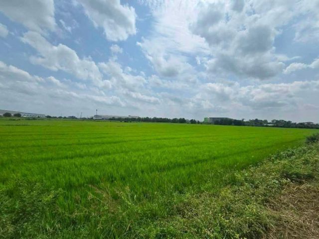 ขายที่ดินแปลงใหญ่ 135 ไร่ ติดถนนบางบัวทอง–สุพรรณบุรี