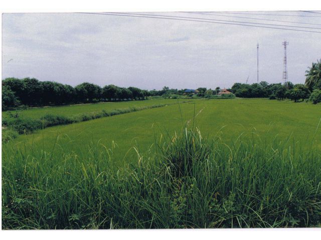 ขายที่ดิน เนื้อที่ 4 ไร่ ติดถนนสายหลัก