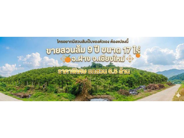 โอกาสทองหลุดจอง! ขายยกสวนส้มฝาง 17 ไร่เศษ สภาพสมบูรณ์พร้อมเก็บกำไรต่อทันที เพียง 6.5 ล้าน (ต่อรองได้)