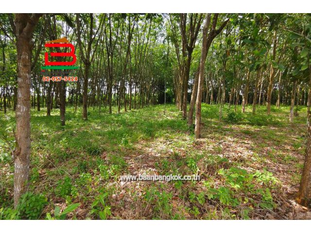 ที่ดินสวนยางพาราพร้อมกรีด เนื้อที่ 1 ไร่ ใกล้วังจันทร์วัลเลย์ ทางหลวงแผ่นดินหมายเลข 344 (บ้านบึง-แกลง) วังจันทร์ ระยอง