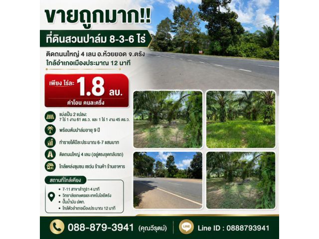 ขายถูกมาก!! ที่ดินสวนปาล์ม 8-3-6 ไร่ ติดถนนใหญ่ 4 เลน อ.ห้วยยอด จ.ตรัง ใกล้อำเภอเมืองประมาณ 12 นาที