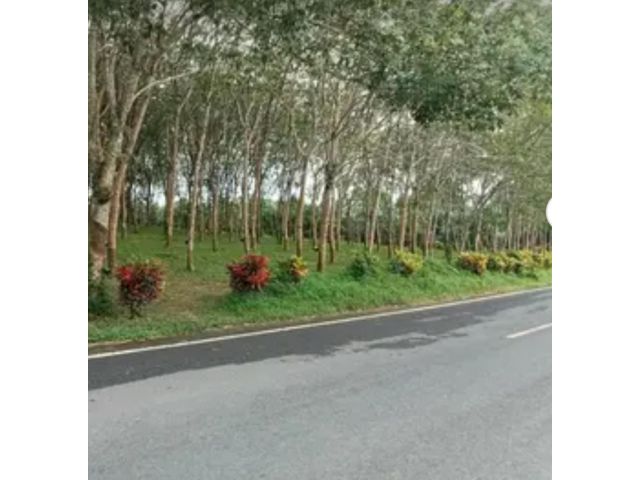 ขายที่ดิน 11 ไร่ครึ่งโฉนดครุฑแดงใกล้แหล่งชุมชน