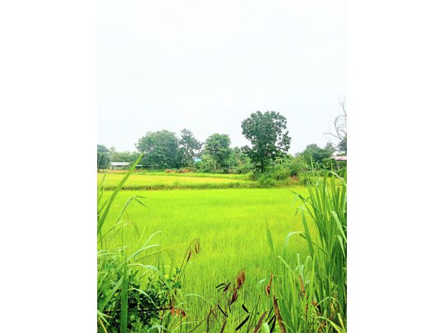 ที่นาในชุมชน ติดถนนคอนกรีต มีไฟฟ้า อ.ชำนิ บุรีรัมย์