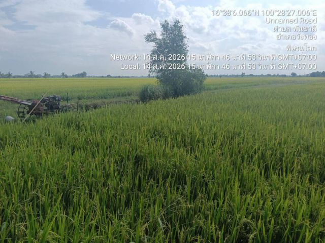 ขายที่นาติดชลประทาน พิษณุโลก 12 ไร่ 3 งาน 5 ตร.ว. | เพียง 1.914 ล้านบาท