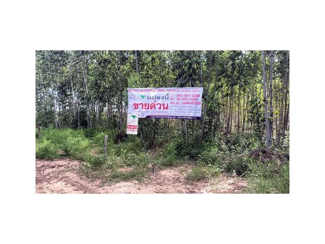 ที่ดินพร้อมสวนป่ายูคาลิปตัส 20-0-18 ไร่ สันป่าตอง นาเชือก มหาสารคาม