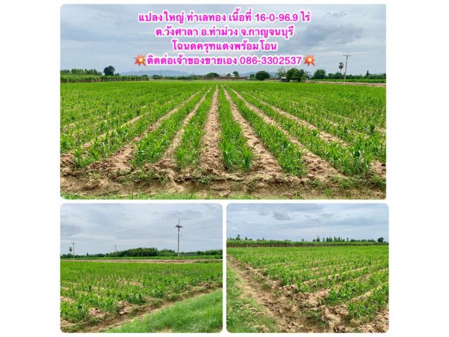 ที่ดินทำเลทองผืนใหญ่16ไร่ วังศาลา ท่าม่วง แปลงสวย ทำเลดี แหล่งชุมชน ใกล้ทางด่วนM81 จากกรุงเทพเพียง1ชม. คมนาคมสะดวก