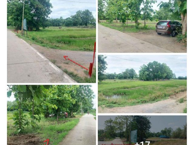 ขายที่ดิน7ไร่ บ้านสันมะแปบ ต.แม่ปูคา อ.ส้นกำแพง ติดถนนคอนกรีต ขายถูกๆ