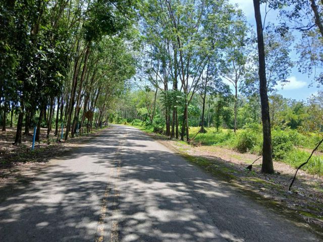 ที่ดินภูเก็ต9ไร่ใกล้หาดไม้ขาว 8