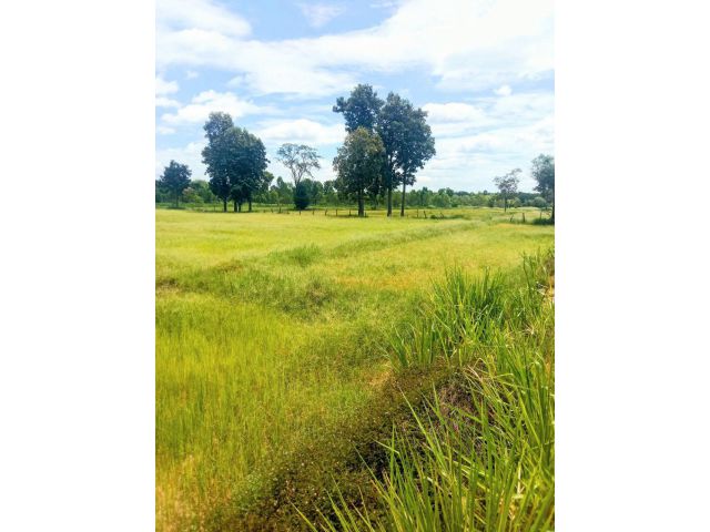 ที่นามีโฉนด ติดทางสาธารณะ ไร่ละ 95,000.-เท่านั้น อ.กระสัง บุรีรัมย์