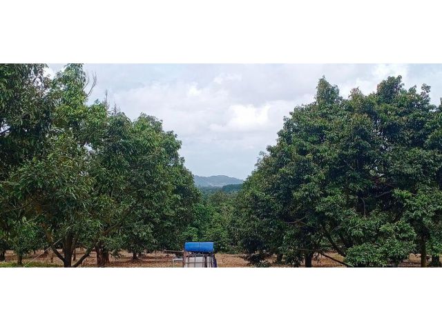 ***ที่ดินติดเนินเขา โซนทำเลติดเขตตรอกนอง***เสนอขายที่ดินสวนทุเรียนเต็มแปลง เนื้อที่ 8 ไร่กว่าๆ ตำบลซึ้ง อำเภอขลุง จังหวั