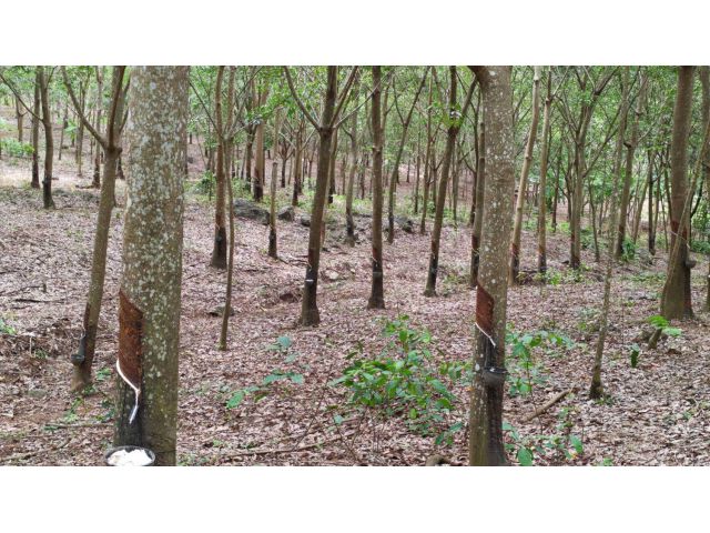 ขายสวนยาง ภบท.5 ประมาณ 32 ไร่ ยาง 2,600 ต้น อ.ปากชม จ.เลย