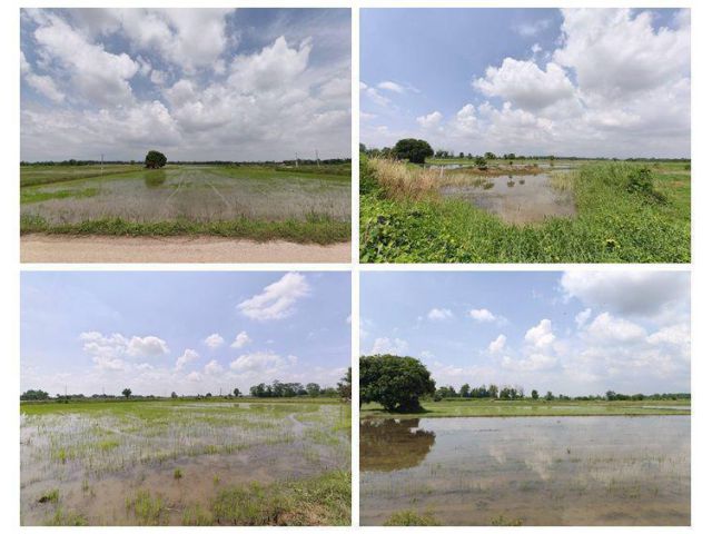 ขายที่ดิน ที่นา พิษณุโลก อำเภอวังทอง 19 ไร่ สวยมาก วิวนาสวย อากาศดี เงียบสงบ โทร 063-2825635