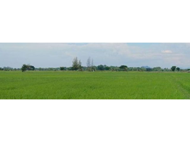 ขายที่ดินโฉนด 1,300 ไร่ ฝั่งทะเล ที่ดินแนวราบ เป็นทุ่งนา เหมาะทําเกษตรออแกนิค