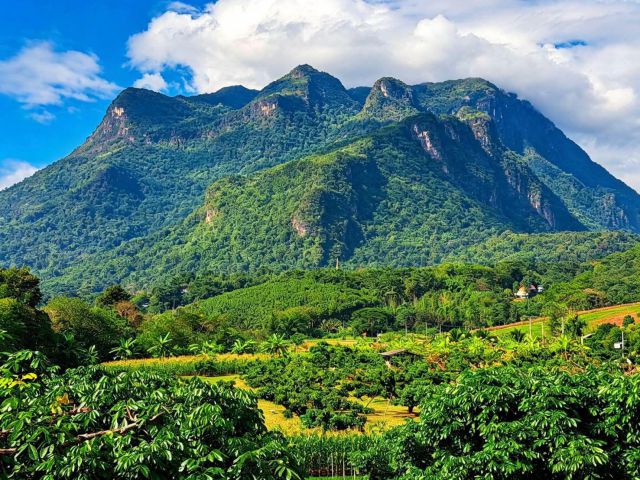 ขายที่สวนลำใยวิวดอยหลวงเชียงดาวโฉนดครอบครองสุดคุ้ม