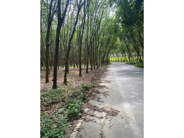 ขายสวนยาง11ไร่2งาน20ตรว อยู่หนองตะพาน บ้านค่าย ระยอง