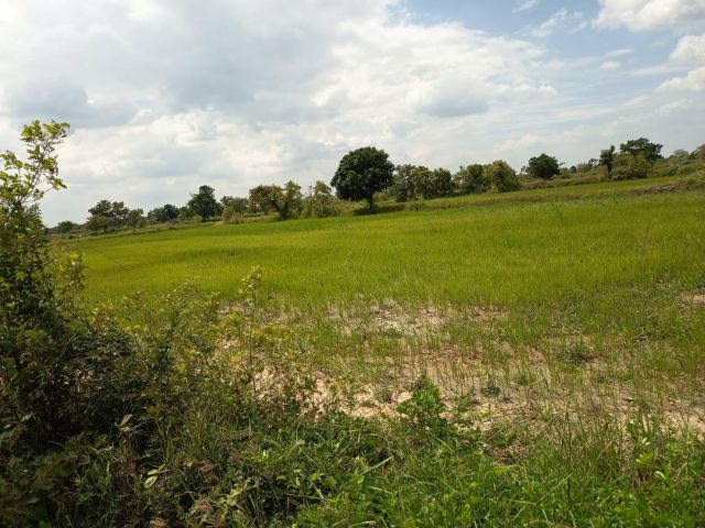 ที่นาสวยเจ้าของขายด้านหน้าติดถนน*ด้านหลังติดเหมืองส่งน้ำ*มีถนนเลียบข้างที่จากด้านหน้าที่ไปหลังที่*เข้าออกได้หลายทาง*2 กม