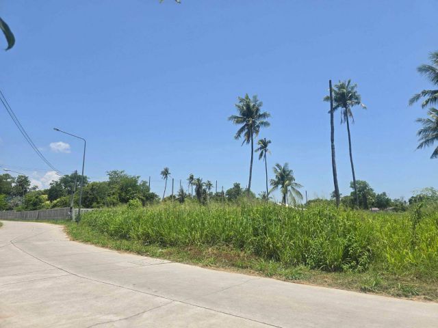 ขายที่ดินทำเลดีหนองข้างคอก 241 ตรว. ซอยหมู่บ้านสวนพฤกษาซ.11 ใกล้ถ.เลียบชลบุรี-พัทยา-500เมตร อ.เมืองชลบุรี