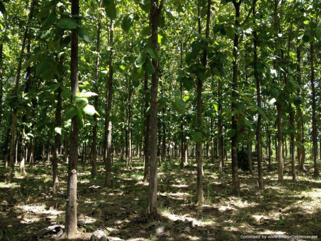 ขายที่ดินพร้อมสวนสัก 30 ปีในชุมชนหมู่ 9 ต. บวกค้าง อ. สันกำแพง ขนาด 4-3-36 ไร่