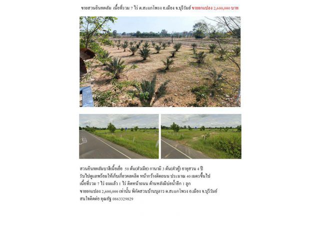ขายที่ดินสวนอินทผลัม 7 ไร่ สวนบ้านบุลาว ต.สะแกโพรง อ.เมือง จ.บุรีรัมย์