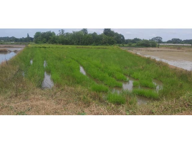 ที่ดินแถวพุทธมณฑลอีสาน