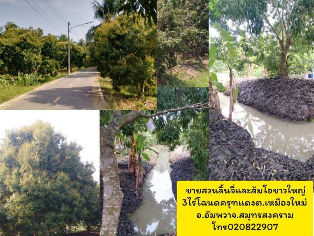 ขายที่ดินเป็นสวนผลไม้มีลิ้นจี่และส้มโอ3ไร่ให้ผลผลิตแล้วอ.อัมพวาจ.สมุทรสงคราม