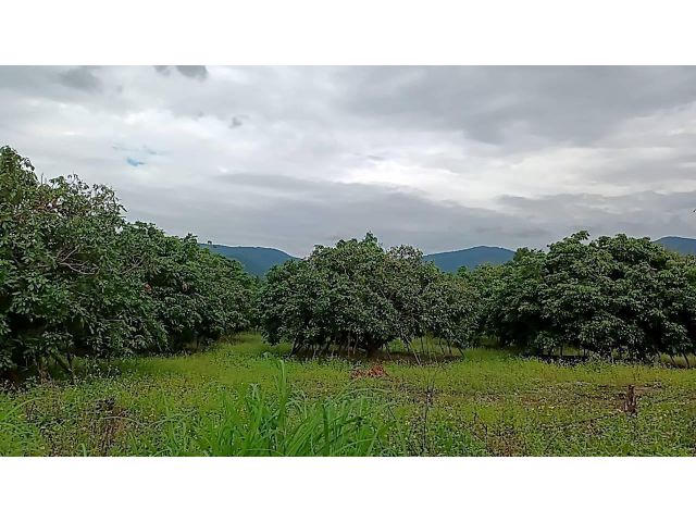 ขายที่ดิน อ.ลี้ลำพูน สวนลำไยให้ผลผลิตทุกปี 6 ไร่กว่าเพียง 7 แสนและโอนให้ฟรี โฉนดครุฑแดงพร้อมโอน บรรยากาศดีมีวิวดอย