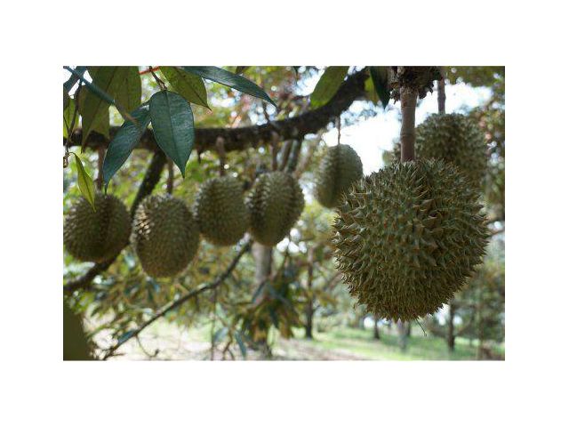 ขายสวนทุเรียน 62 ไร่ ติดถนนลาดยาง ต.ปัถวี อ.มะขาม จ.จันทบุรี