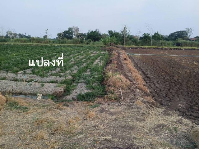 ขายที่ดินโฉนด จำนวน 2 ไร่ ต.ดงมูลเหล็ก อ.เมืองเพชรบูรณ์