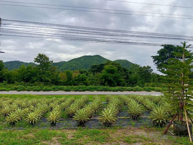 ขายที่ดินแปลงสวยวิวเขา 298 ตรว. ต.ผานกเค้า อ.ภูกระดึง จ.เลย ติดถนนใหญ่ 4 เลน