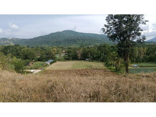 ด่วนที่สุด ขายที่ดินใกล้ทางหลวง 2196 จำนวน 12 ไร่