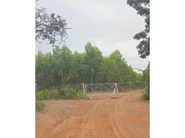 L506-ขายที่ดินเปล่า 67-1-56 ไร่ (ต.ทุ่งโฮ้ง อ.เมืองแพร่ จ.แพร่)